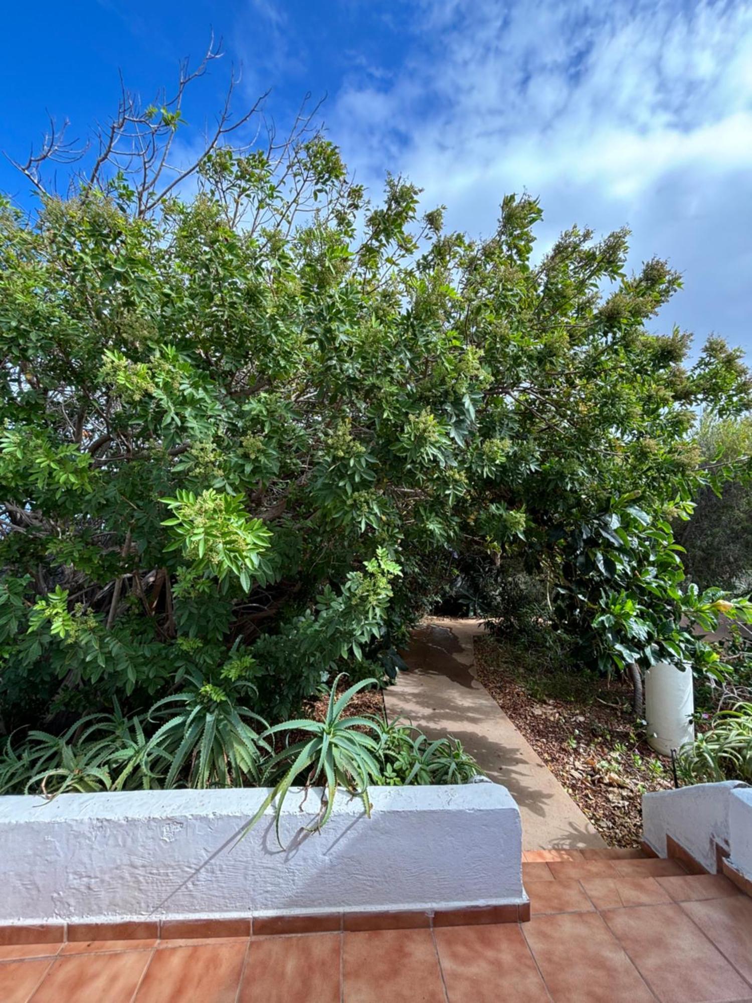 Apartamentos Y Habitaciones Villa Marina La Caleta  Kültér fotó